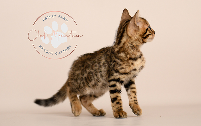 Bengal kitten for sale